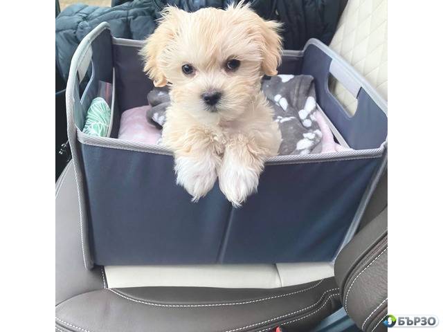 Sweet Maltipoo домашно отгледани кученца