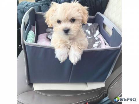 Sweet Maltipoo домашно...