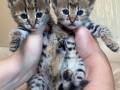 F1 and F2 Savannah kittens are available for sale