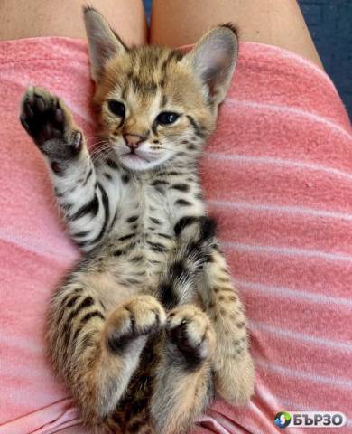 F1 and F2 Savannah kittens are available for sale