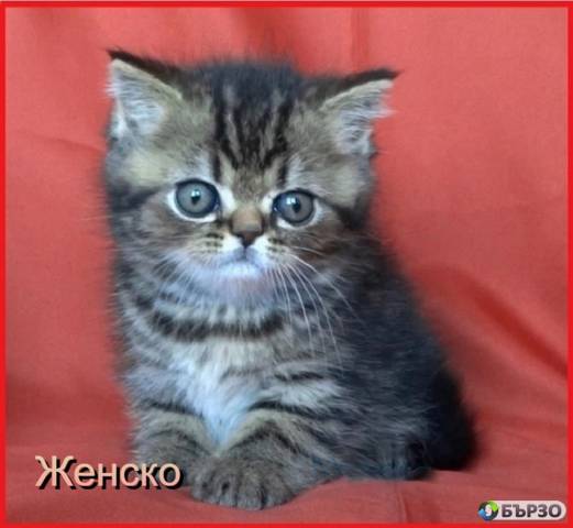 Шотландски женски котета