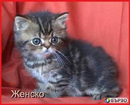 Шотландски женски котета