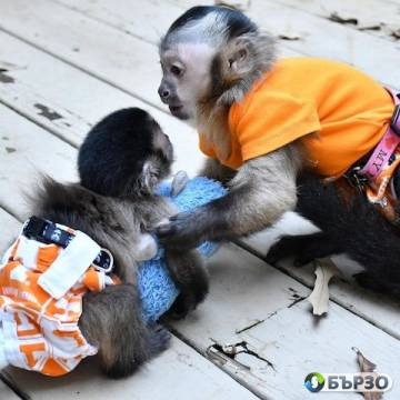 Capuchin monkeys and marmosets available for sale